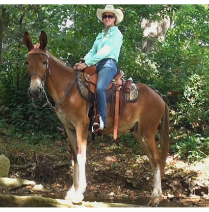 gaited mule